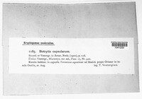 Botrytis capsularum image
